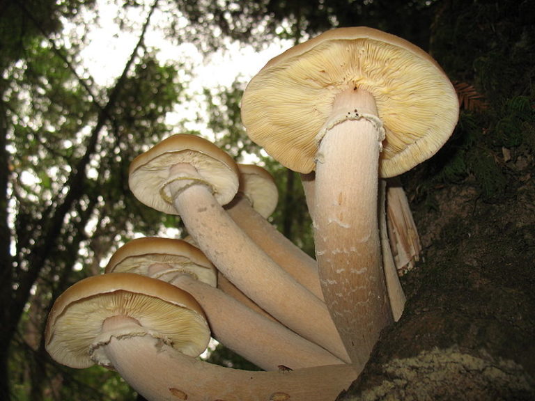 Armillaria ostoyae фото