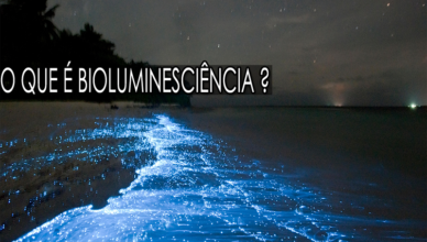 O que é bioluminescência?