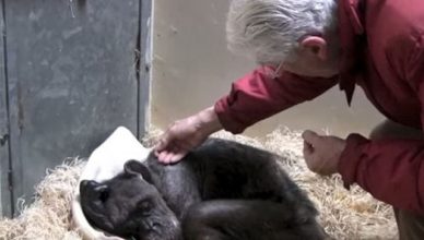Chimpanzé reencontrar o seu 1º cuidador e emociona a internet