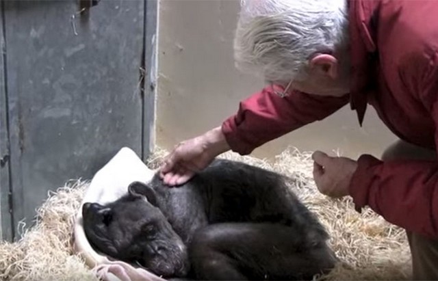 Chimpanzé reencontrar o seu 1º cuidador e emociona a internet