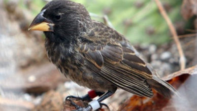 Pesquisadores identificam pássaros em processo de evolução para gerar nova espécie