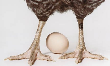 Quem veio primeiro : o ovo ou a galinha?