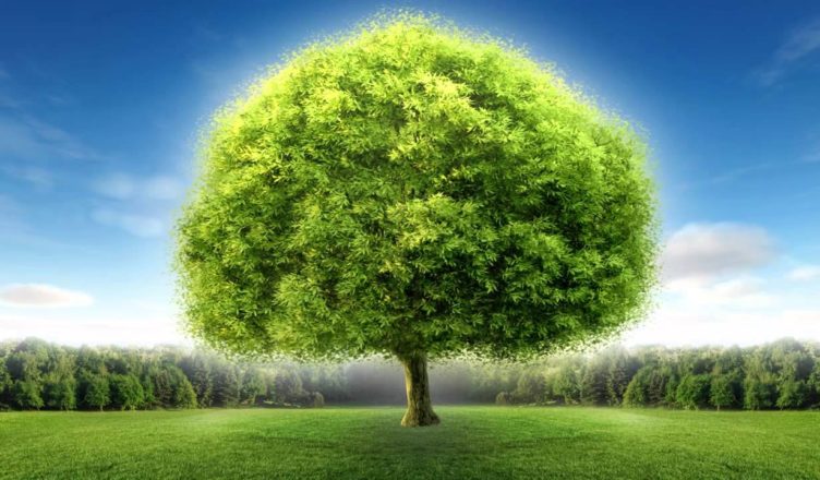 A Primeira Árvore do Mundo - Como Surgiu?