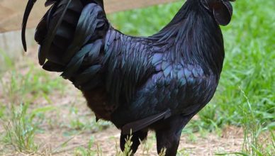 Conheça a raríssima ave totalmente preta - “Lamborghini das aves”