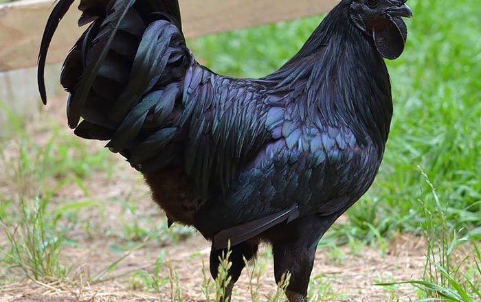 Conheça a raríssima ave totalmente preta - “Lamborghini das aves”