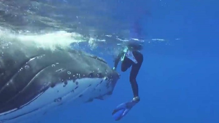 Vídeo mostra baleia protegendo mergulhadora de tubarão