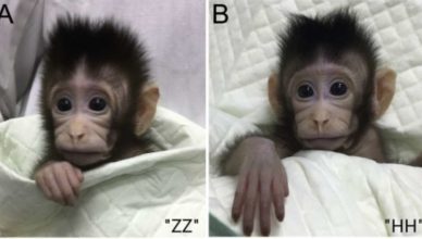 Esses bebês macacos são os primeiros clones do primata do mundo