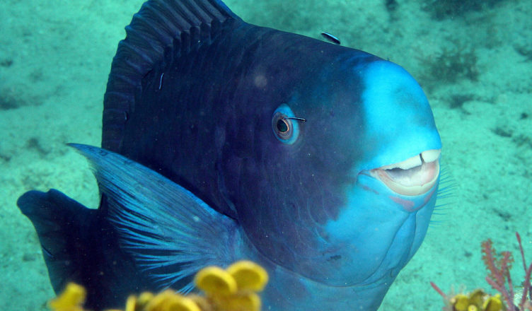 Conheça a Beleza do Raro Peixe Papagaio-Azul
