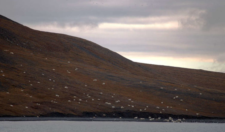Centenas De Ursos Polares Foram Vistos Comendo Uma Carcaça De Baleia