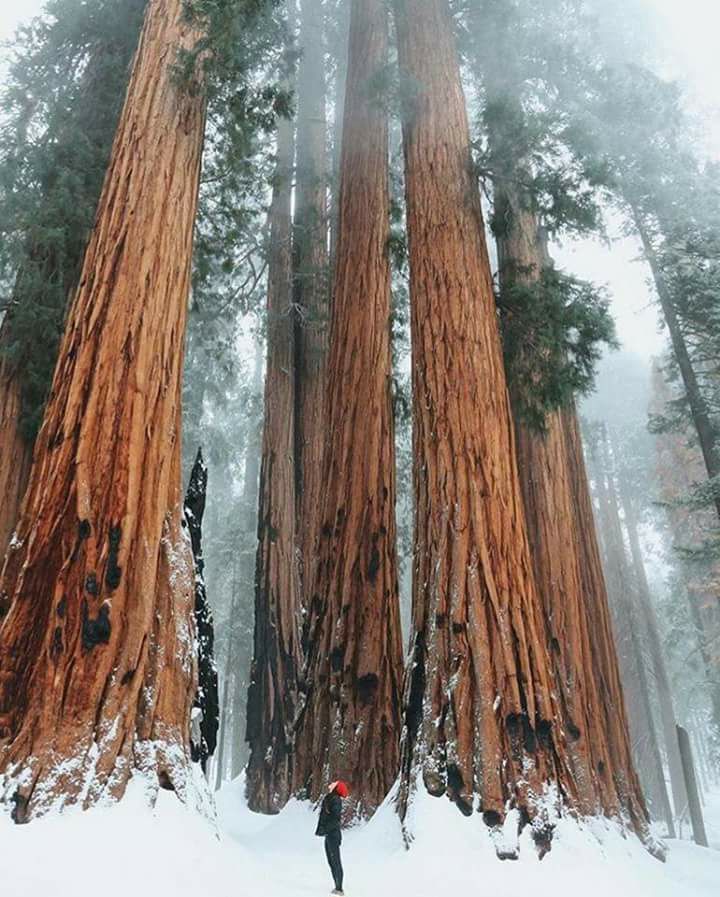 Parque Nacional da Sequoia, Califórnia.