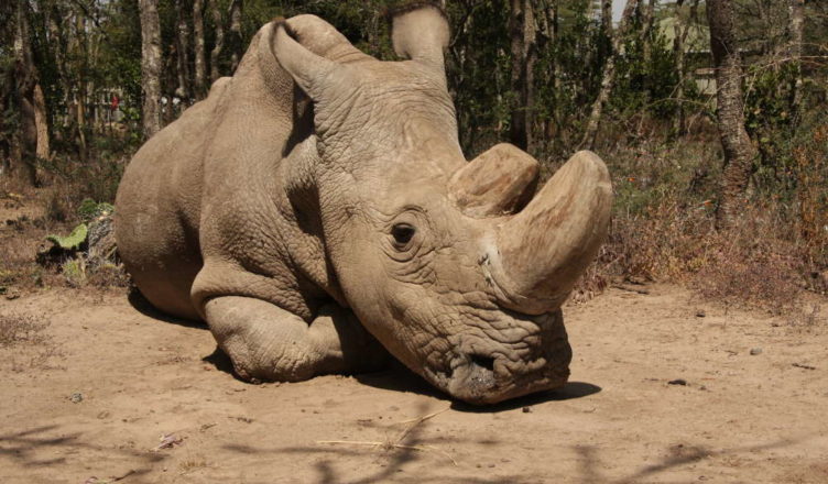 SUDAN MORREU AOS 45 ANOS DE IDADE (FOTO: DIVULGAÇÃO/OL PEJETA)