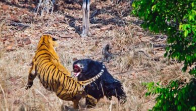 Urso enfrenta um tigre-de-bengala macho adulto para proteger filhote - The Bamboo Forest Safari Lodge / Akshay Kumar