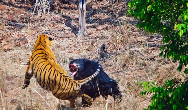 Urso enfrenta um tigre-de-bengala macho adulto para proteger filhote - The Bamboo Forest Safari Lodge / Akshay Kumar