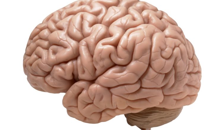Featured image of post Imagem Do Cerebro / Encontrar uma descrição das várias partes do cérebro e os seus papéis.