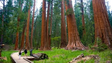 Parque Nacional da Sequoia, Califórnia.