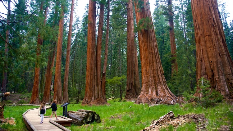 Parque Nacional da Sequoia, Califórnia.