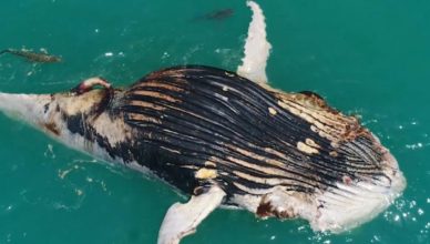 Vídeo mostra baleia morta sendo devorada por 2 tubarões e 1 crocodilo
