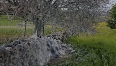 Árvore coberta por teias de lagartas surpreende na Inglaterra