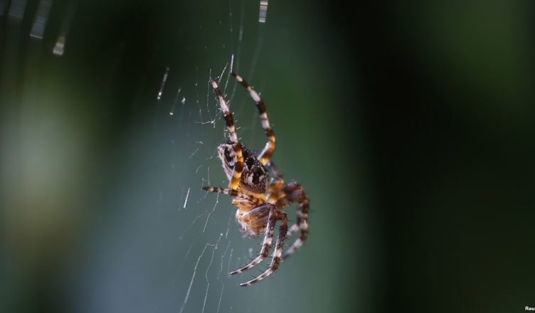 Acabamos de descobrir que as aranhas podem usar eletricidade para voar