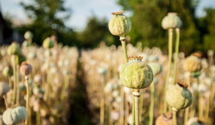 Papagaios atacam plantações de papoulas atrás do ópio