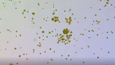 Assista a uma alga unicelular evoluindo para um organismo multicelular