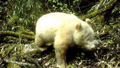 Panda albino incrivelmente raro