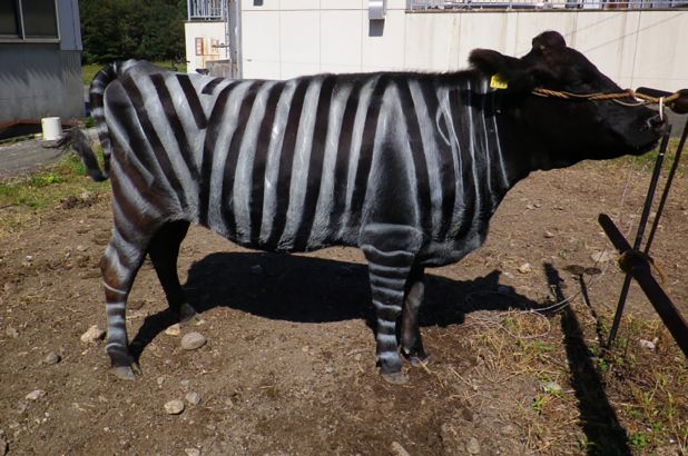 Zebras