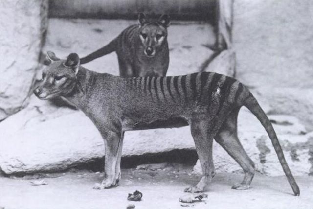 Tigre da Tasmânia