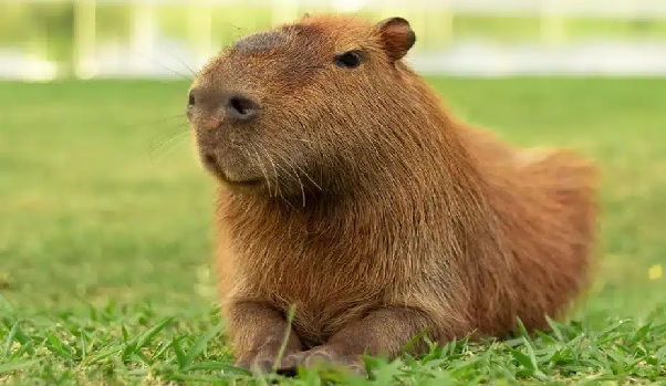 Capivara