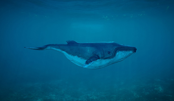 Baleia com 4 patas