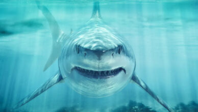 Há uma razão pela qual você nunca verá um grande tubarão branco em um aquário