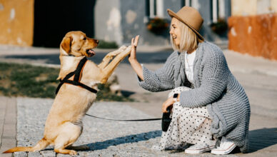 Cães são mais sensíveis a vozes femininas, diz novo estudo