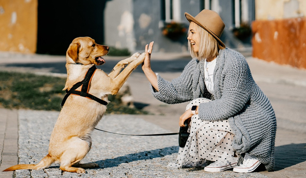 Cães são mais sensíveis a vozes femininas, diz novo estudo