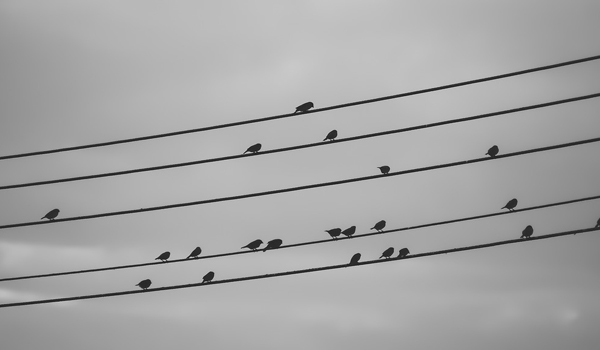 Por que os pássaros não levam choque em fios de alta tensão?