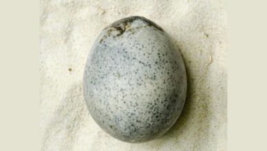 O ovo antigo e intacto.